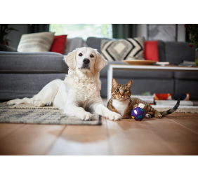 Philips | Vacuum cleaner PowerPro Expert | FC9744/09 | Bagless | Power 650 W | Dust capacity 2 L | Green